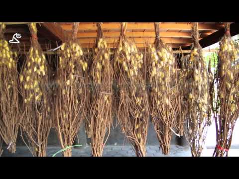 SILK ISLAND - Cambodia - Cambodian tranquil village houses in rural life thumbnail