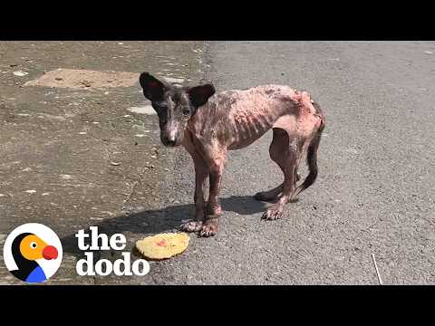 Starving Puppy Gets A New Start After Being Hit By A Car | The Dodo thumbnail