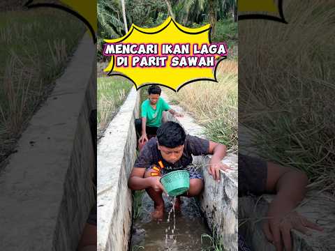 Mencari ikan laga #videolucu #comedy #wakmi #ikancupang #sketsakomedi #comedy #funny thumbnail