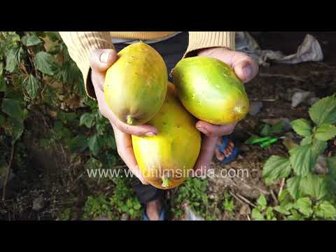 Harvesting yellow cucumber vines at Jabbarkhet Mussoorie thumbnail