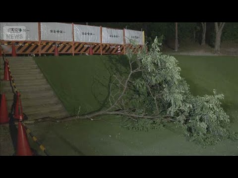 公園で木の枝落下　子ども3人けが　京都・宇治市(2026年5月24日) thumbnail