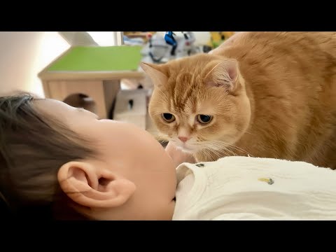 2歳児の寝顔をこっそり覗きにきた猫、次の瞬間、まさかの行動に可愛すぎて悶絶しました… thumbnail