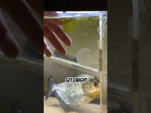 PETTING A BLACK PIRANHA!!! #aquarium thumbnail