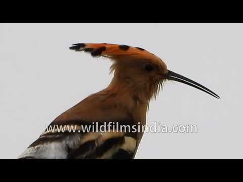 Eurasian Hoopoe perches on a weathered branch while calling and preening thumbnail