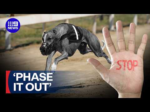 Calls to permanently end controversial greyhound racing | 9 News Australia thumbnail