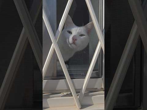 今のシロ。　 #保護猫 #猫のいる暮らし #猫 thumbnail