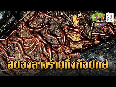 ยิ่งกว่าหนังสยองขวัญ กิ้งกือยักษ์โผล่พรึ่บเต็มฐานเขมร | ข่าวอรุณอมรินทร์ | 03/06/69 thumbnail