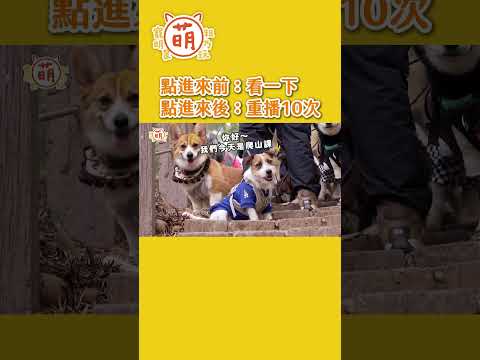 訓犬師 親授一次溜多隻狗狗！阿本 難得沒有手忙腳亂！🤩【 #主子好萌 】週三晚上9點準時鎖定YT #萌寵明星粗乃玩 thumbnail