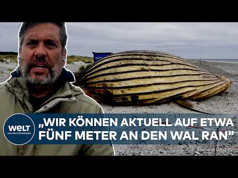 BUCKELWAL TIMMY: Experten öffnen den Wal! Obduktion soll endlich das Rätsel um seinen Tod lösen thumbnail