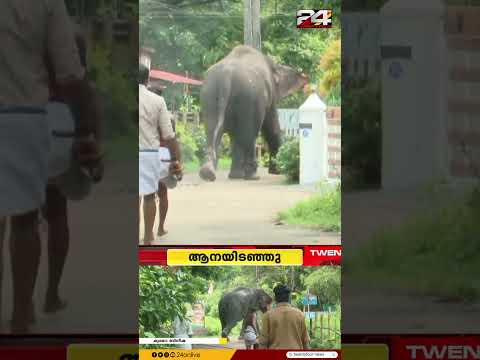 തൃശൂർ നഗരത്തിൽ ആന ഇടഞ്ഞു; കാറും ഓട്ടോയും തകർത്തു, ജനവാസമേഖലയിൽ പരിഭ്രാന്തി | Thrissur thumbnail