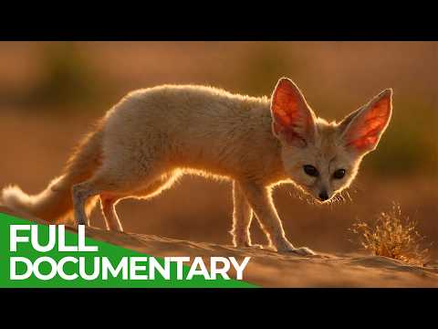 Bucket List: Africa - The Ultimate Journey | Free Documentary Nature thumbnail