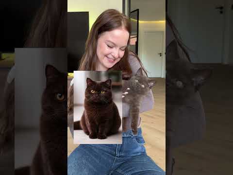 So heißen unsere beiden Katzen ?? #dailyvlog #katzen #dailyvlog thumbnail