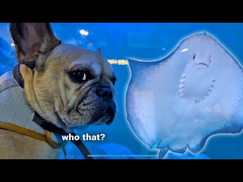 Surprising My Dogs With Their FIRST Visit To The Aquarium **WARNING Funniest Reactions thumbnail