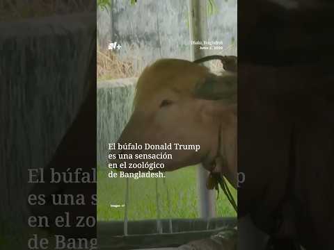 Cientos van a ver a un Zoológico de Bangladesh al Búfalo que se parece a Donald Trump | N+ thumbnail