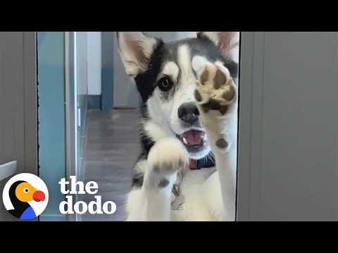 Husky Runs Away From Home To Visit Her Boyfriend At Doggy Daycare | The Dodo thumbnail