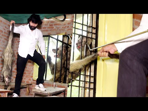 जब इस स्कूल में एक साथ नर मादा जानवर (मुर्दाखोर) को कैसे रेस्क्यू किया! ? Animal Rescue operation  thumbnail