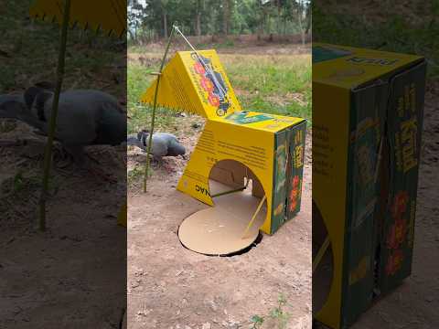 Beautiful DIY Pigeon Trap Using Cardboard Box #youtubeshorts thumbnail