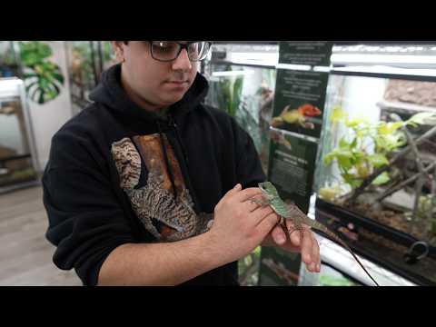 Visit The Unlikely Urban Home To Rare And Endangered Geckos thumbnail