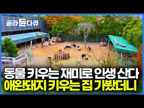 나이드니까 동물 키우는게 너무 즐겁다. 돼지를 비롯해 강아지와 거위, 염소까지 키우는 집 가봤더니｜한국기행｜#골라듄다큐 thumbnail