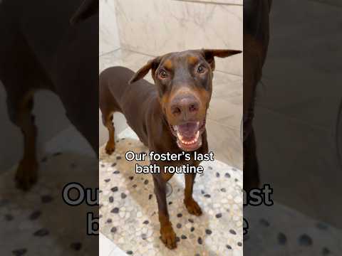 Romeo just left for his adoption trial and our hearts are so full 🥹❤️￼ #doberman #asmr #dogbath ￼ thumbnail
