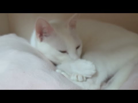 ある家族と、白い迷い猫。 がライブ配信中！ thumbnail