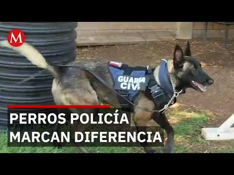 Binomios caninos se convierten en aliados clave de la seguridad en Michoacán thumbnail