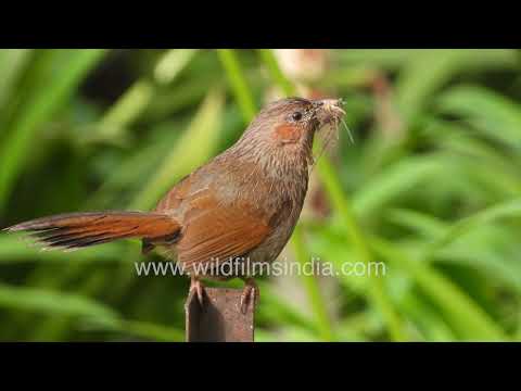 A Streaked Laughingthrush holding a spider in its beak on a Metal Perch thumbnail