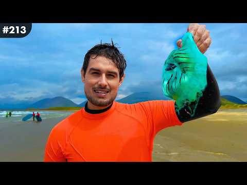 The Alien Jellyfish of Ireland 🇮🇪 thumbnail