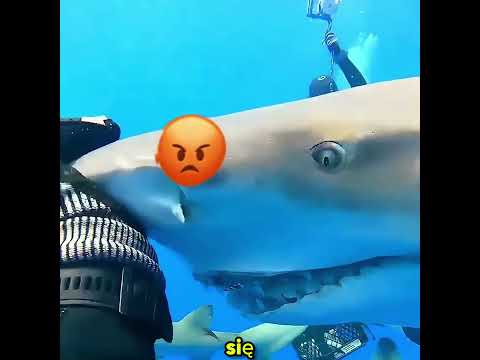 Rekin Nigdy Nie Zapomniał Swojego Wybawcy 🦈❤️ thumbnail