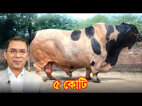 কুরবানীর হাট ২০২৬ এর সবচেয়ে বড় ১০ টি গরু..? || Biggest bull | Dipjol Cow | কোরবানির গরুর হাট ২০২৬ thumbnail