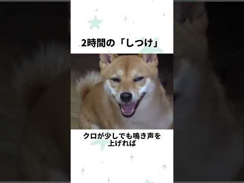 2時間の「しつけ」 #映画 thumbnail