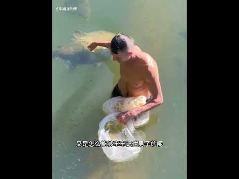 男子意外发现个小水坑，竟有上百只小鱼苗，它的做法太暖心了！ #animals #动物救助 #pets #主人 #cute #萌宠 #寵物友善日常 #感人壹幕 thumbnail