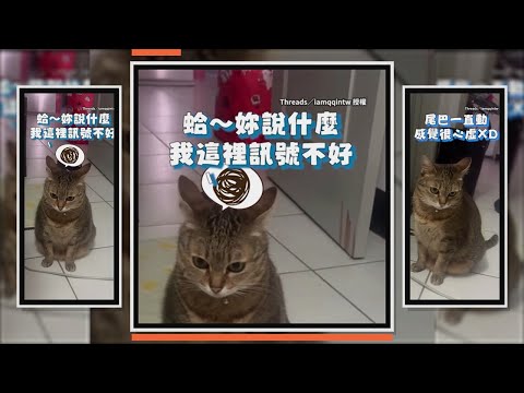 小貓聽到量體重就裝聾　尾巴卻暴露了牠的心虛 thumbnail