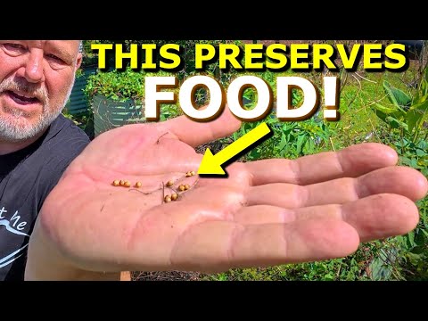 5 BEST Herbs to Grow at Home thumbnail