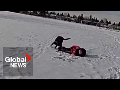Calgary cop ruled not liable after police dog mistakenly takes down 9-year-old girl thumbnail