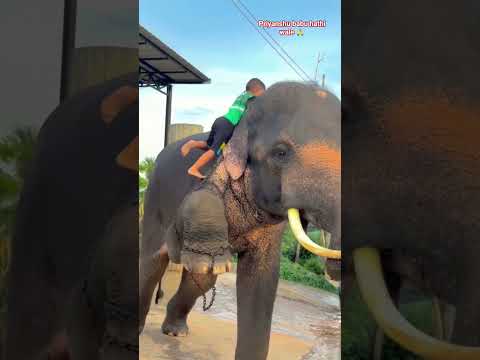 #हाथी छोटे बच्चों को ऊपरबैठाया#funny #viralvideo #shortvideo ❤️🐘👍 thumbnail