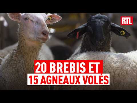 Éleveur dépouillé : 35 bêtes volées en une nuit, le cri du cœur de Nicolas Duverger thumbnail