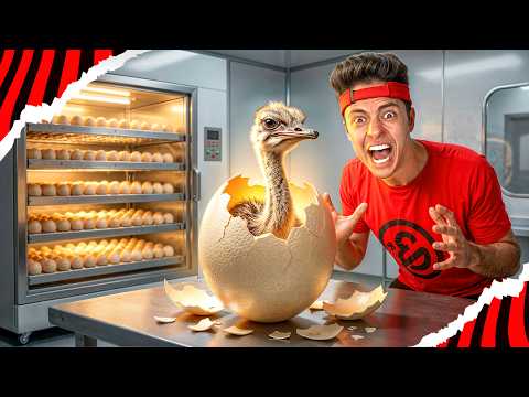 COMPREI 100 OVOS E COLOQUEI PARA CHOCAR! thumbnail