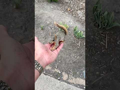 Man Rescues Tiny Baby Squirrel and Become His Human Dad 🥹💕 thumbnail