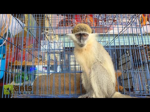 The Animals I Found at an Egyptian Pet Market thumbnail