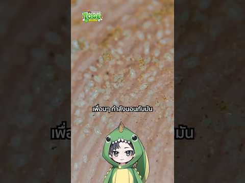 ไรฝุ่น | TOGE トゲ thumbnail