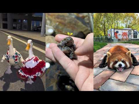 Giving Love and Aid#lovestory #pets #wildliferescue #wildlife #animals #rescue #cute #love thumbnail