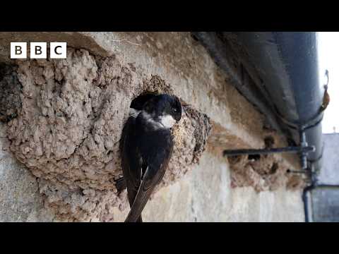 🔴 LIVE wildlife cameras 🌿 27 May 🐦 BBC Springwatch 2026 thumbnail