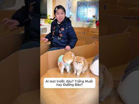 Mèo Cưng Vượt Mê Cung 🐱 Trứng Muối Đua Tốc Độ Siêu Hài! 🤣 thumbnail