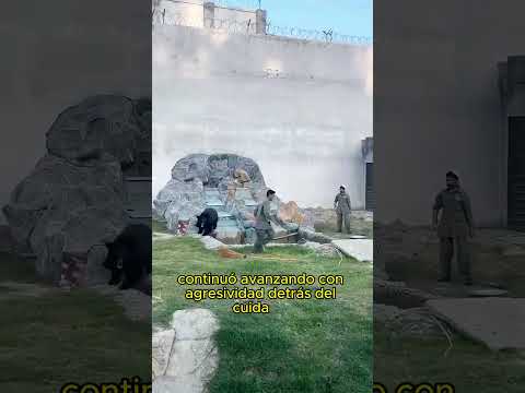 Bear Attacks Zoo Staff#animals #Friendship #Us #wildanimals #wildlife thumbnail