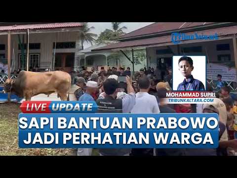 "Bruno" Sapi Kurban Bantuan Presiden Prabowo di Malinau Jadi Sorotan, Hasil Budidaya Peternak Lokal thumbnail