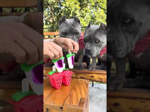 Picolé de Pitaya com Iogurte Natural Zero. Vamos Refrescar 🐾🐾 thumbnail