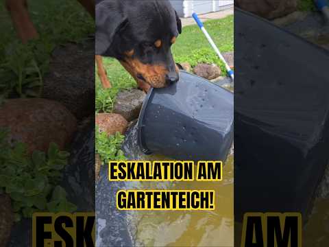 ?? ESKALATION am Gartenteich – Ares wirft einfach ALLES rein ? thumbnail