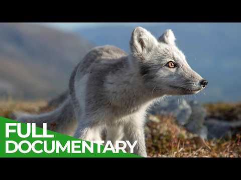 Polar Day - Life in the Wilderness of the Far North | Free Documentary Nature thumbnail