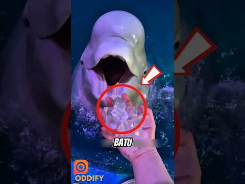 Alasan Unik Kenapa Paus Beluga Cuma Dikasih Makan Es Batu thumbnail
